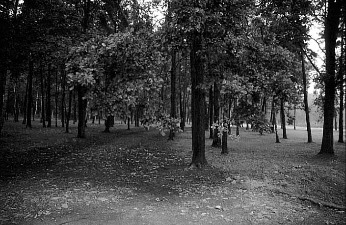 Poland photos - Auschwitz I I Birkenau - Little Wood - b&w